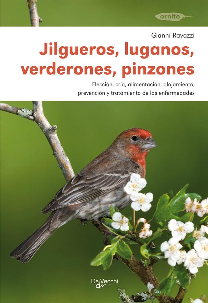 JILGUEROS - LUGANOS - VERDERONES - PINZONES | 9788431516062 | RAVAZZI, GIANNI | Galatea Llibres | Llibreria online de Reus, Tarragona | Comprar llibres en català i castellà online