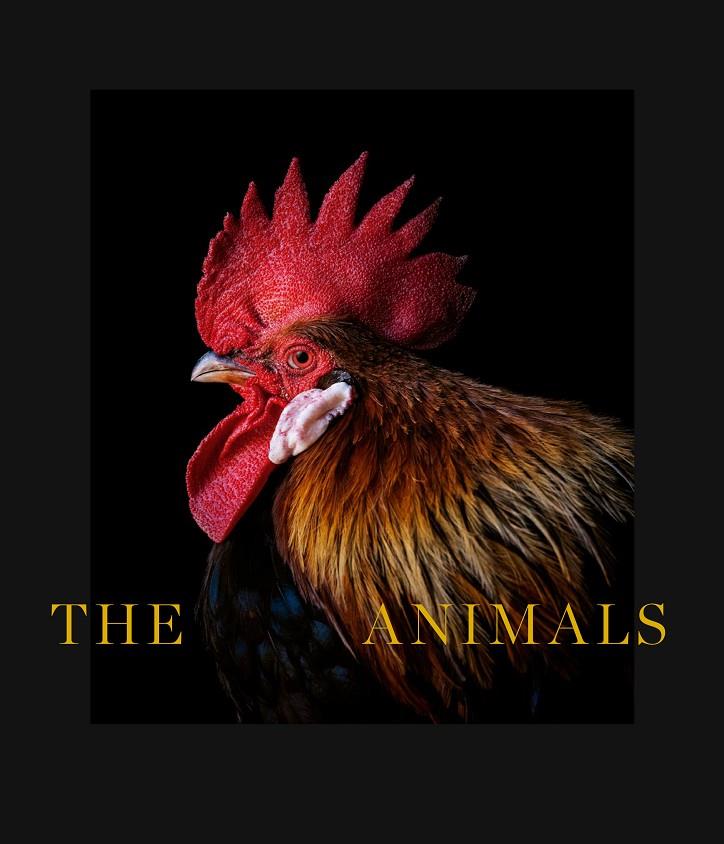 THE ANIMALS | 9788418934063 | DE CASTRO, ESTELA | Galatea Llibres | Llibreria online de Reus, Tarragona | Comprar llibres en català i castellà online