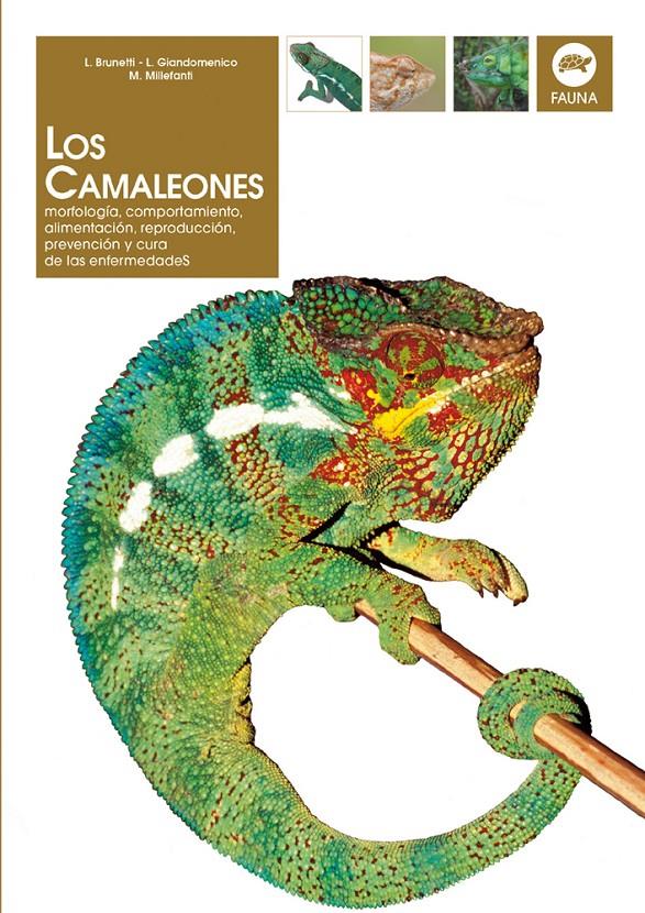 CAMALEONES, LOS | 9788431529451 | BRUNETTI, L. | Galatea Llibres | Librería online de Reus, Tarragona | Comprar libros en catalán y castellano online