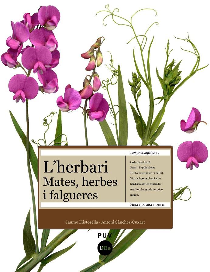 HERBARI, L' -MATES HERBES I FALGUERES | 9788447531905 | LLISTOSELLA, JAUME/SÀNCHEZ-CUX | Galatea Llibres | Llibreria online de Reus, Tarragona | Comprar llibres en català i castellà online